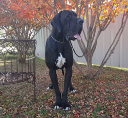 antry danes available puppies, antry danes, european great dane puppies, great danes