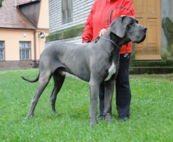 antry danes available puppies, antry danes, european great dane puppies, great danes
