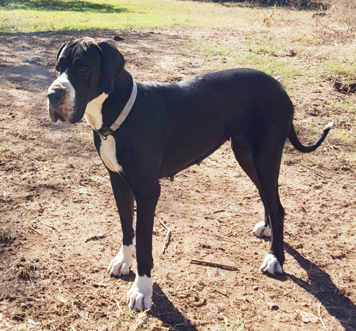 antry danes available puppies, antry danes, european great dane puppies, great danes