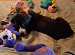 Annie-&-toys-10-weeks