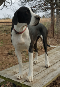 antry danes available puppies, antry danes, european great dane puppies, great danes