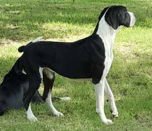 Bailey