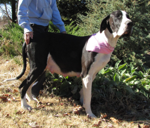 Bailey-Pregnant-with-first-Litter