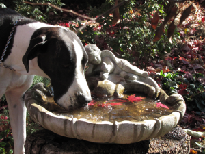 Bailey-in-the-Fall-2019-(13)