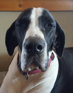 Bailey-lookig-beautiful