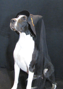 Bailey-the-Witch-Halloween-2019
