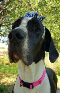 Bailey's-2nd-Birthday-(1)