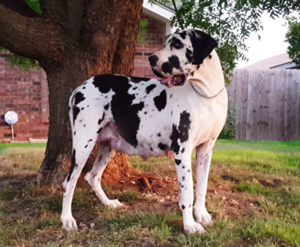 Beefcake-Danes-Konfetti---Annies-Mom