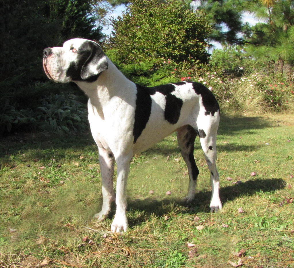 antry danes available puppies, antry danes, european great dane puppies, great danes