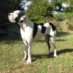 antry danes available puppies, antry danes, european great dane puppies, great danes