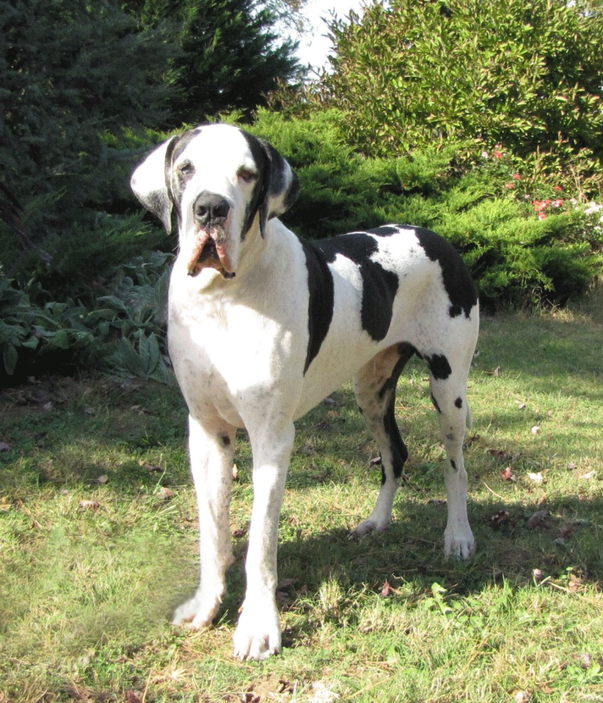 antry danes available puppies, antry danes, european great dane puppies, great danes