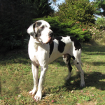 antry danes available puppies, antry danes, european great dane puppies, great danes