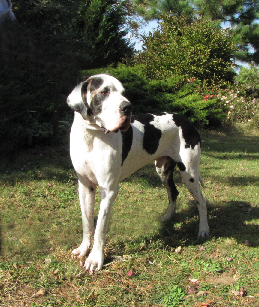 antry danes available puppies, antry danes, european great dane puppies, great danes