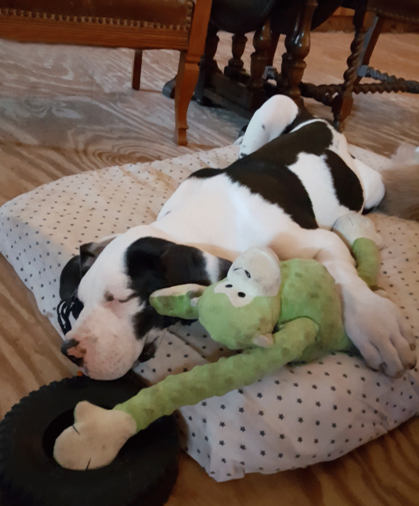 antry danes available puppies, antry danes, european great dane puppies, great danes