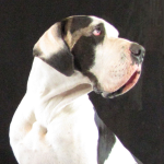 antry danes available puppies, antry danes, european great dane puppies, great danes