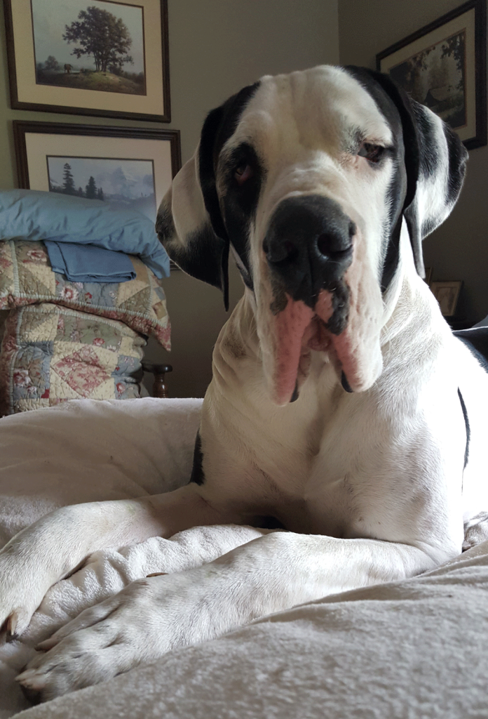 antry danes available puppies, antry danes, european great dane puppies, great danes