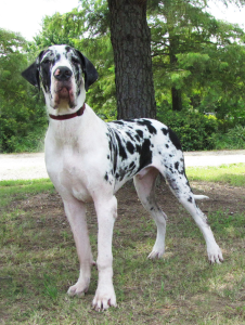 Hoss-9-months