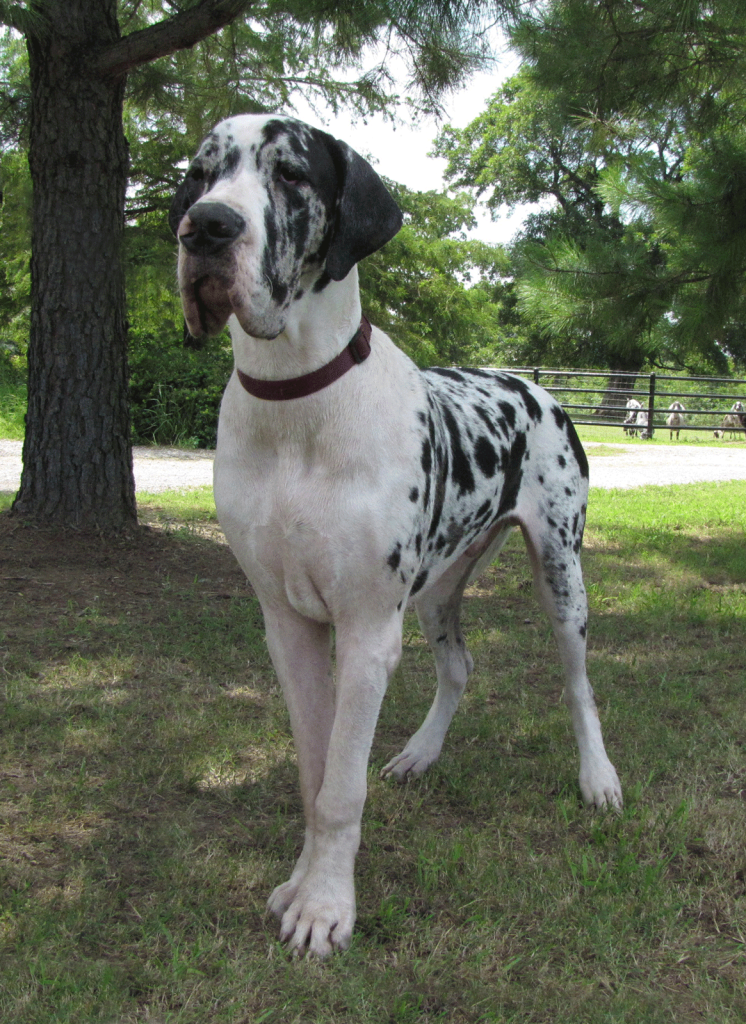 antry danes available puppies, antry danes, european great dane puppies, great danes