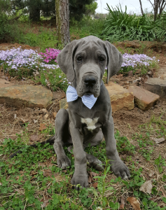 Kobalt-12-weeks