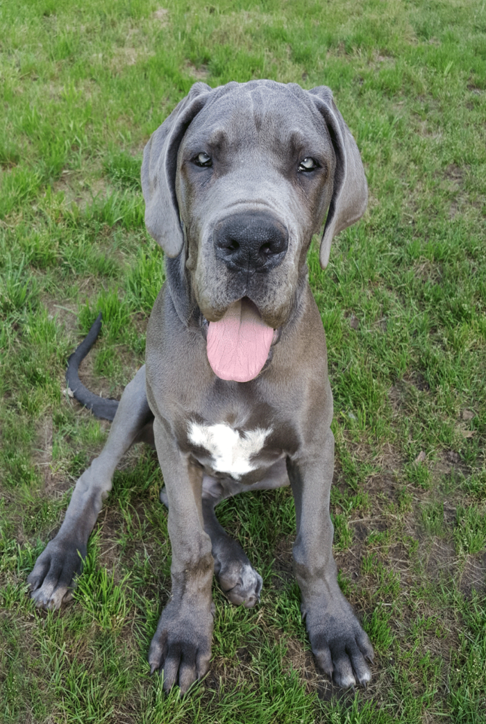 antry danes available puppies, antry danes, european great dane puppies, great danes, antry danes waiting list