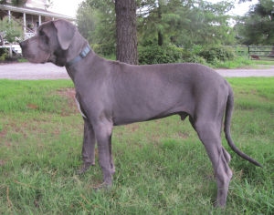 Kobalt-Margarejro-(6-months)-(3)