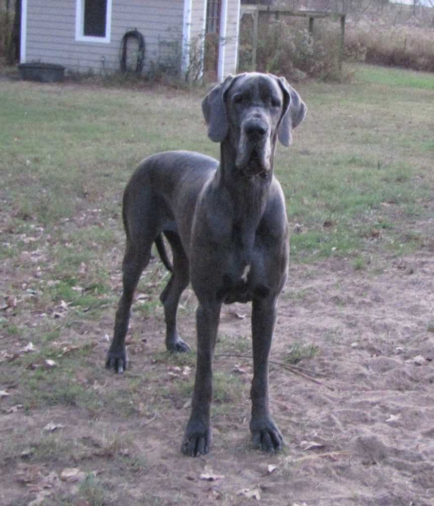 antry danes available puppies, antry danes, european great dane puppies, great danes