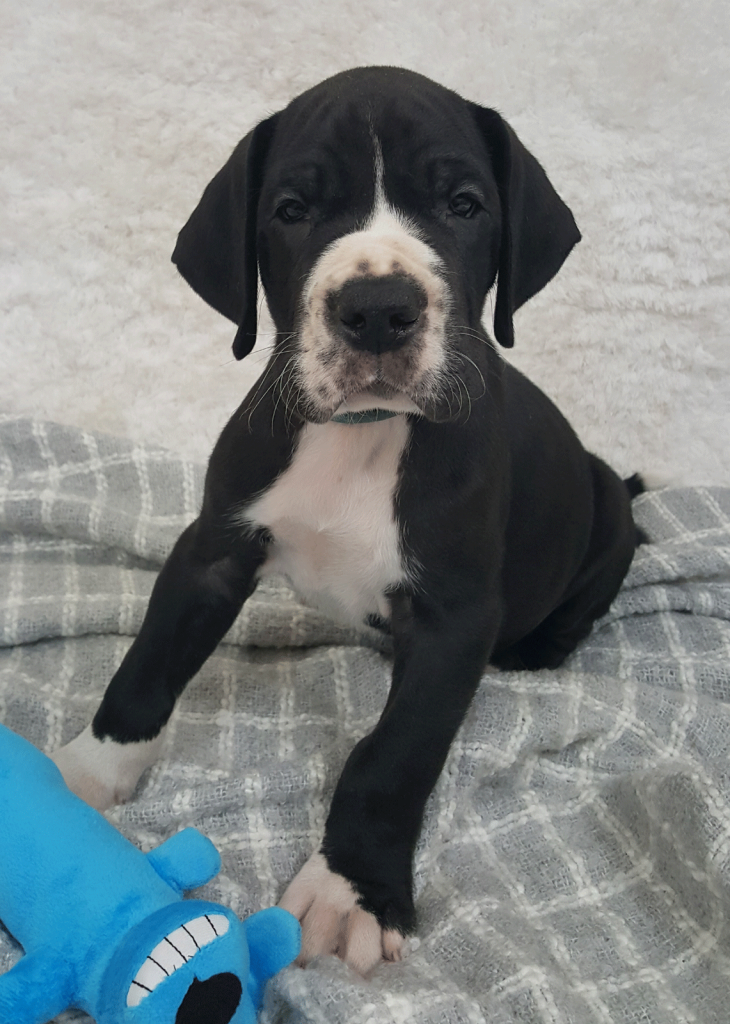 Dozer at 6 weeks old