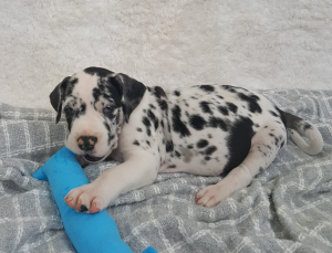 Hoss at 5 weeks old