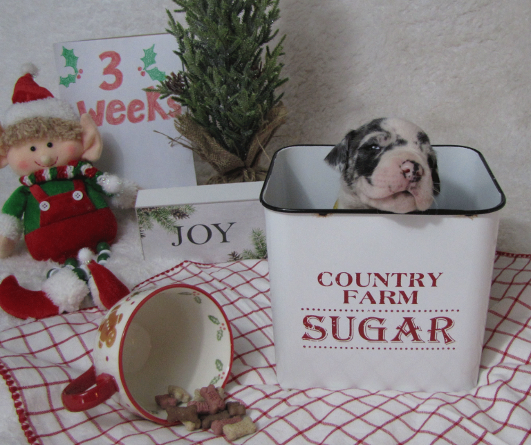 Hoss-Pre-Christmas-2019-3-weeks