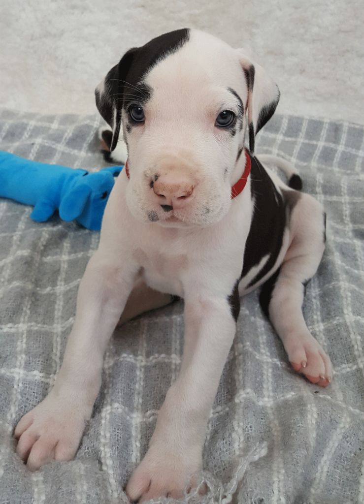 Lennon at 6 weeks old