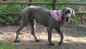 Liesel-Memorial-Day-2020