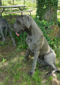 Liesel-Memorial-Day-2020a