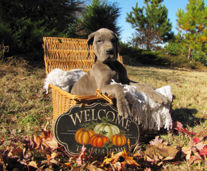 Liesel-in-Basket-8.5-weeks
