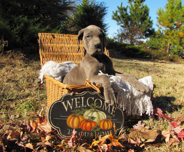 Liesel-in-Basket-8.5-weeks