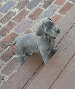 Liesel-on-steps-9-weeks