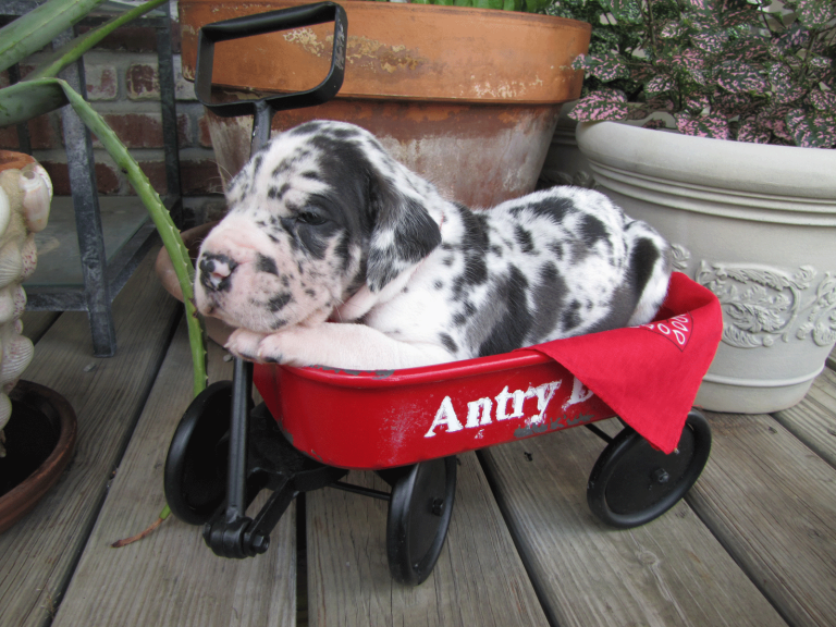 antry danes available puppies, antry danes, european great dane puppies