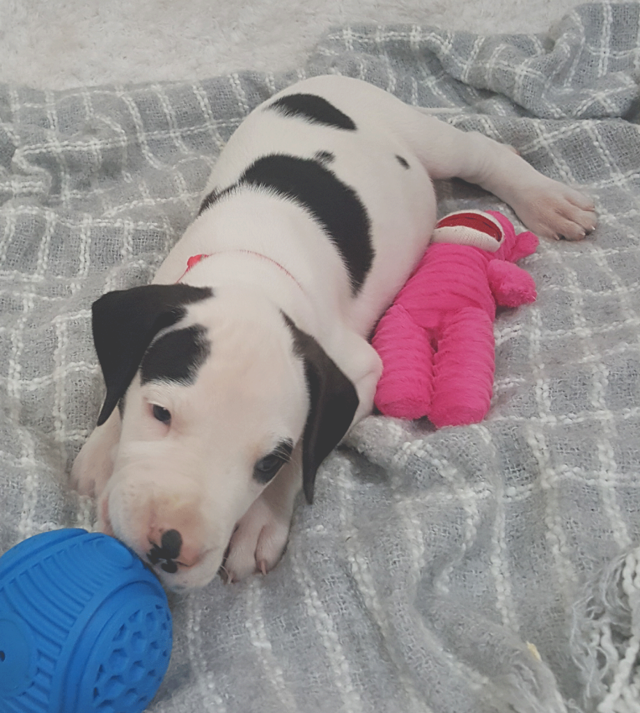 Violet at 6 weeks old