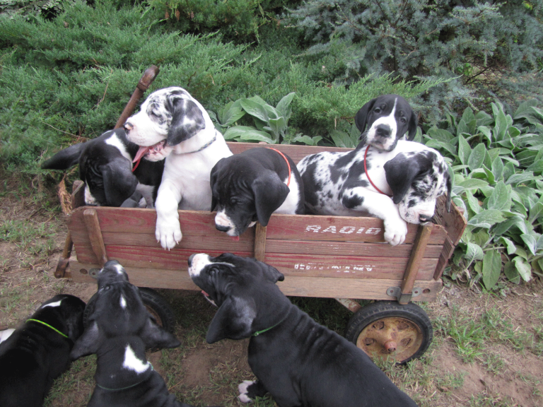 antry danes available puppies, antry danes, european great dane puppies