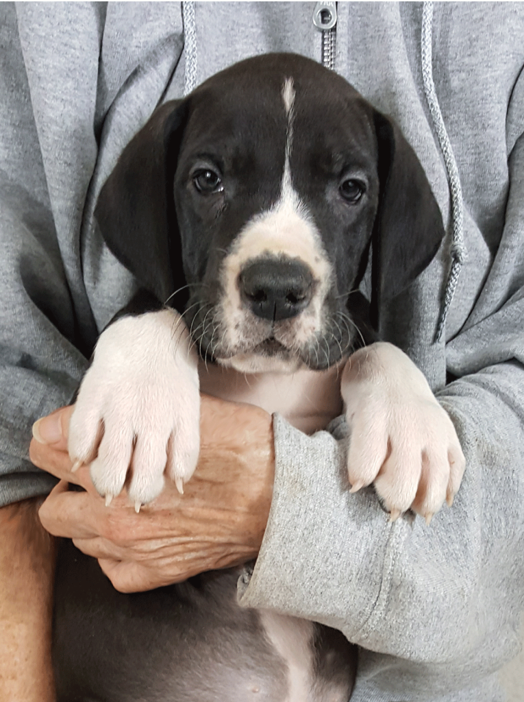 great dane puppy, great dane, antry danes, dog, european great dane