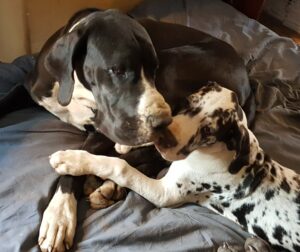 Annie & Hoss @3.5 months (7)