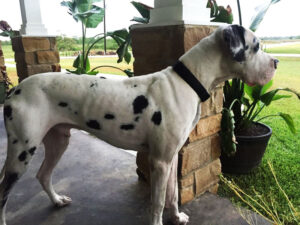 BeefcakeDanes Eros Remington