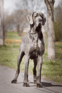 Beilo Hope Gentle Giant