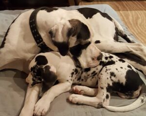 Chester and Hoss at 11 weeks (2)