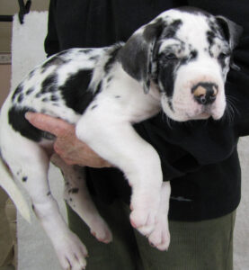 Hoss 7 weeks old (4)