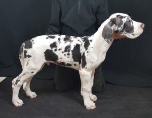 Hoss at 3 months (2)