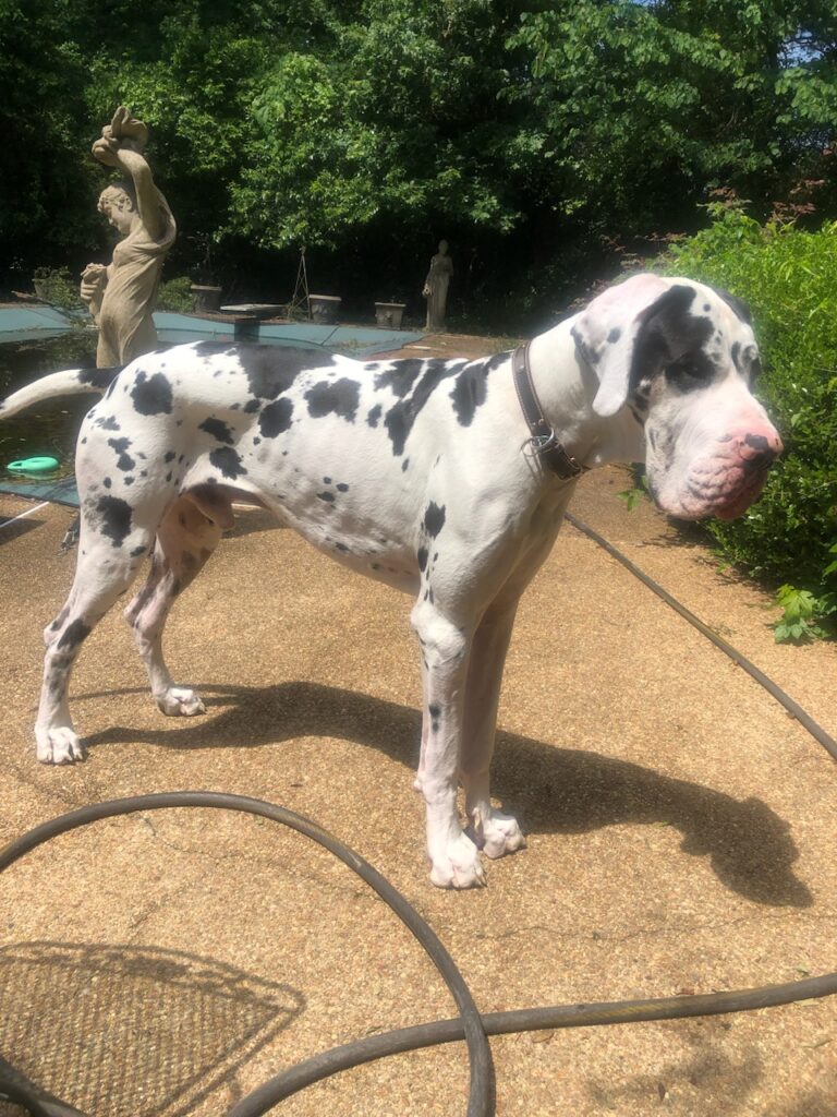 Morpheus