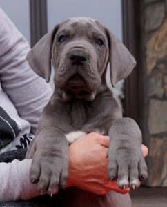 Kobalt (3)