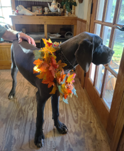 Victoria-7-months---Thanksgiving-2021
