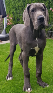 Victoria-Blue-5-Months