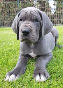 Victoria Blue 7 weeks (1)
